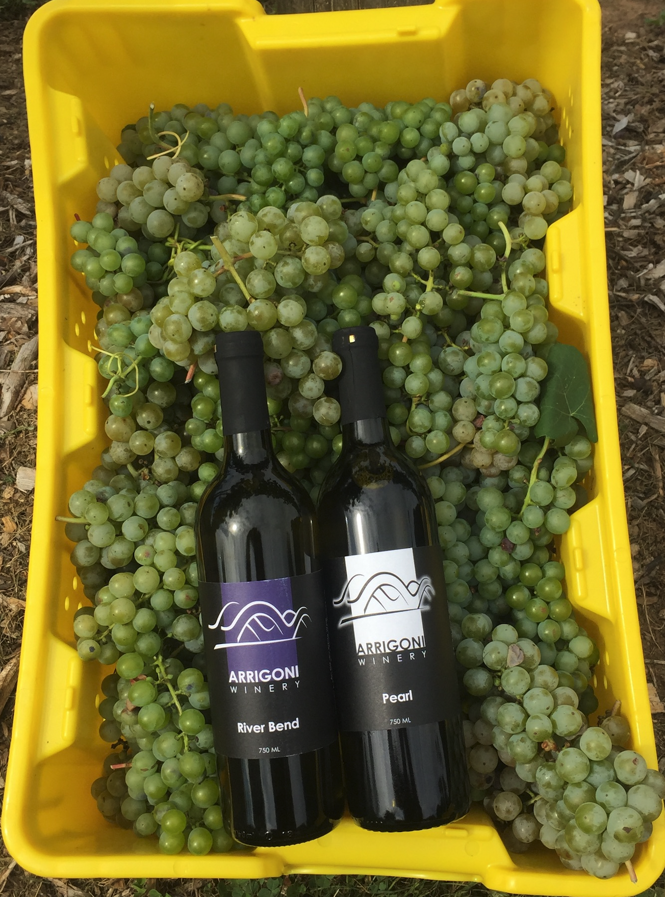 Arrigoni Winery - Wine on green grapes
