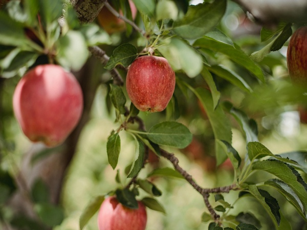 CT apples on an apple tree.